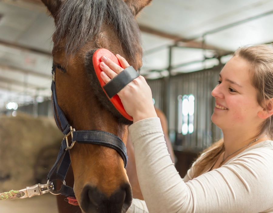 Image for Jenny's Equestrian Supplies Horse Care Service for Jenny's Equestrian Supplies , Easy Website, Tec-Nut.com Websites, Simple Website, Free Website,  Equestrian clothing, No Coding Website, Free Website, Free website template in the Dorking area